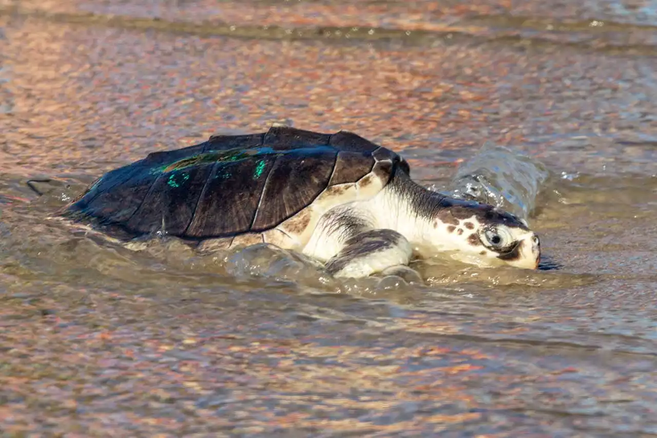 Sea turtle strandings on the US east coast have increased drastically