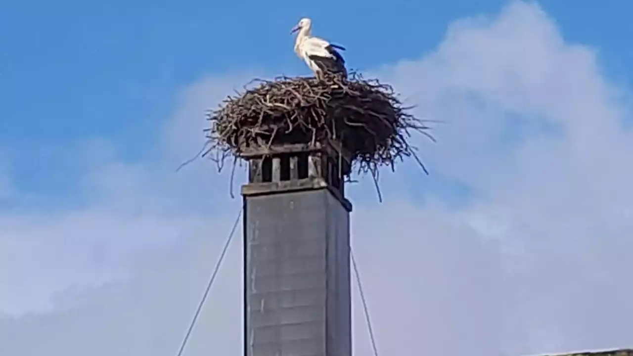 Loosdorfer Storch ist wieder da - und kündigt Frühling an