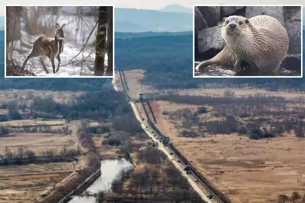 Wild animals thrive in DMZ zone between North and South Korea, rare photos show