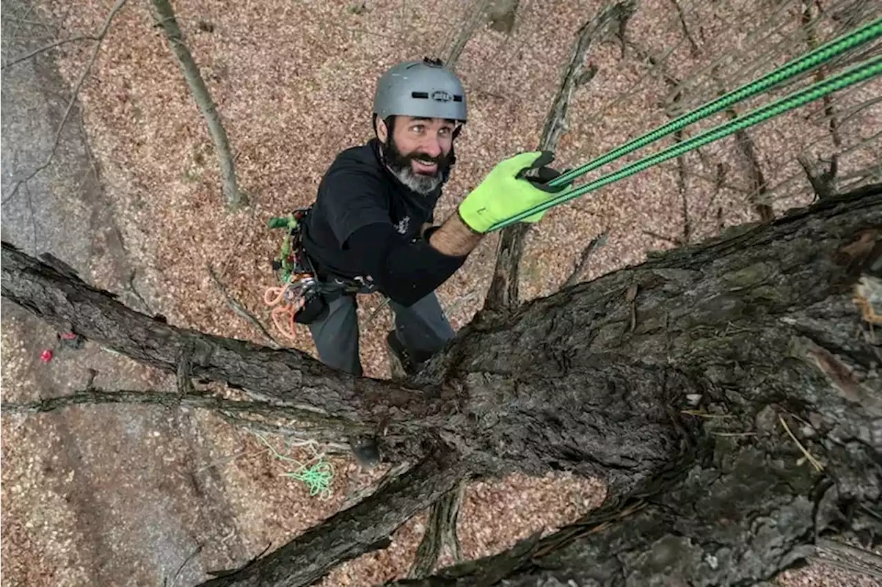 Meet the man determined to climb the tallest tree in all 67 Pennsylvania counties