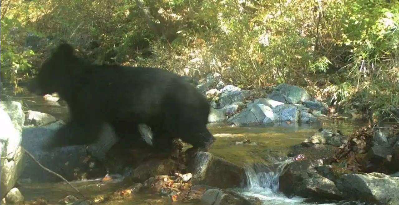 Rare look at the wildlife thriving in North Korea's DMZ