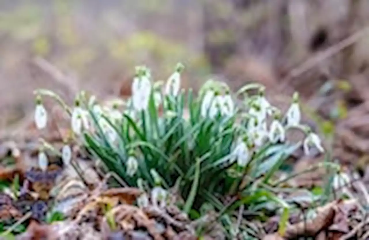 Perspective | An English gardening show makes me think of spring — and haiku