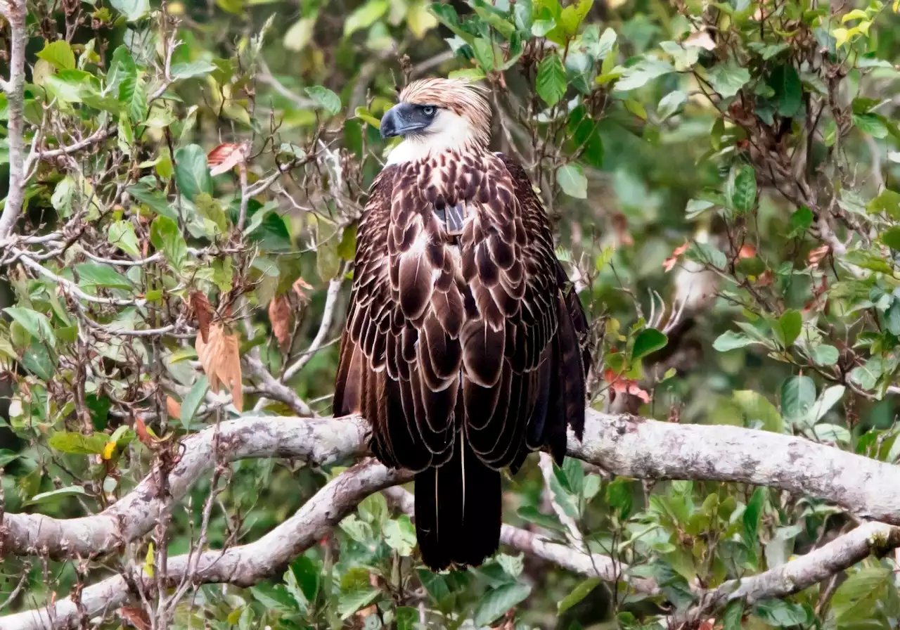 Davao group gets new insights about Philippine eagle behavior