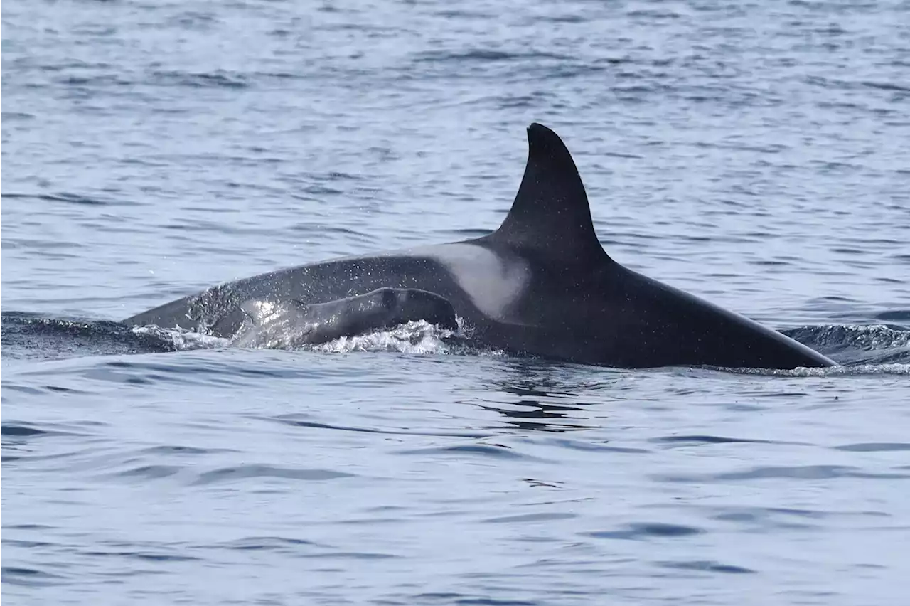 Orca takes care of pilot whale baby in observation first | SaltWire