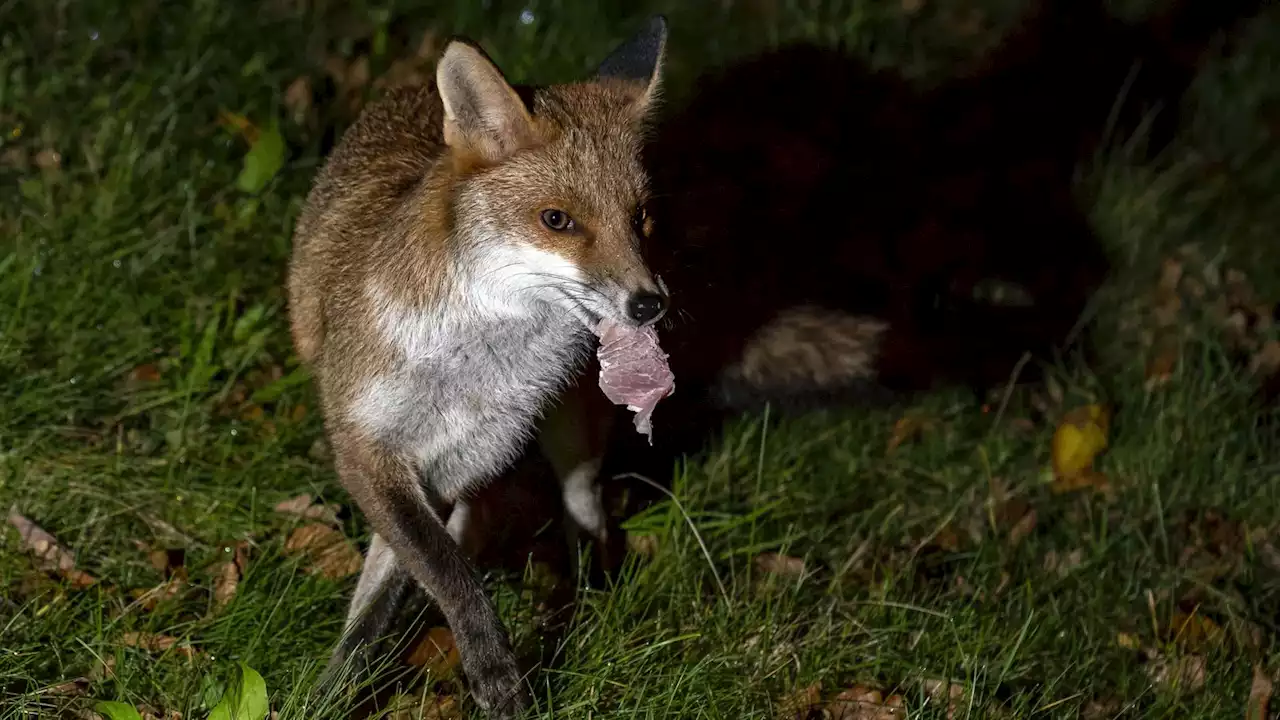 Scrapping over scraps: Animals clash over leftover food in urban gardens