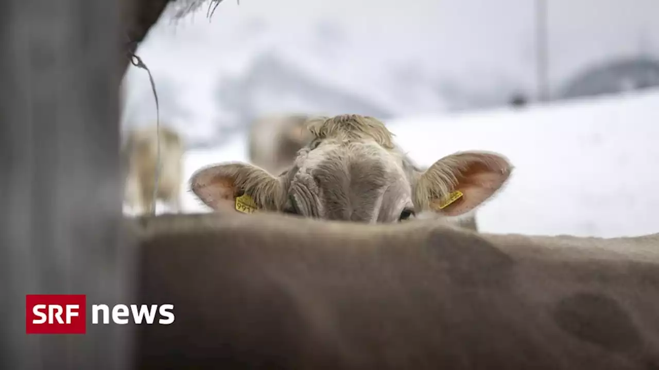 Kuh im Zug in der Ostschweiz - Rind geschwind: Oder wie eine Kuh im «Thurbo» gefahren ist