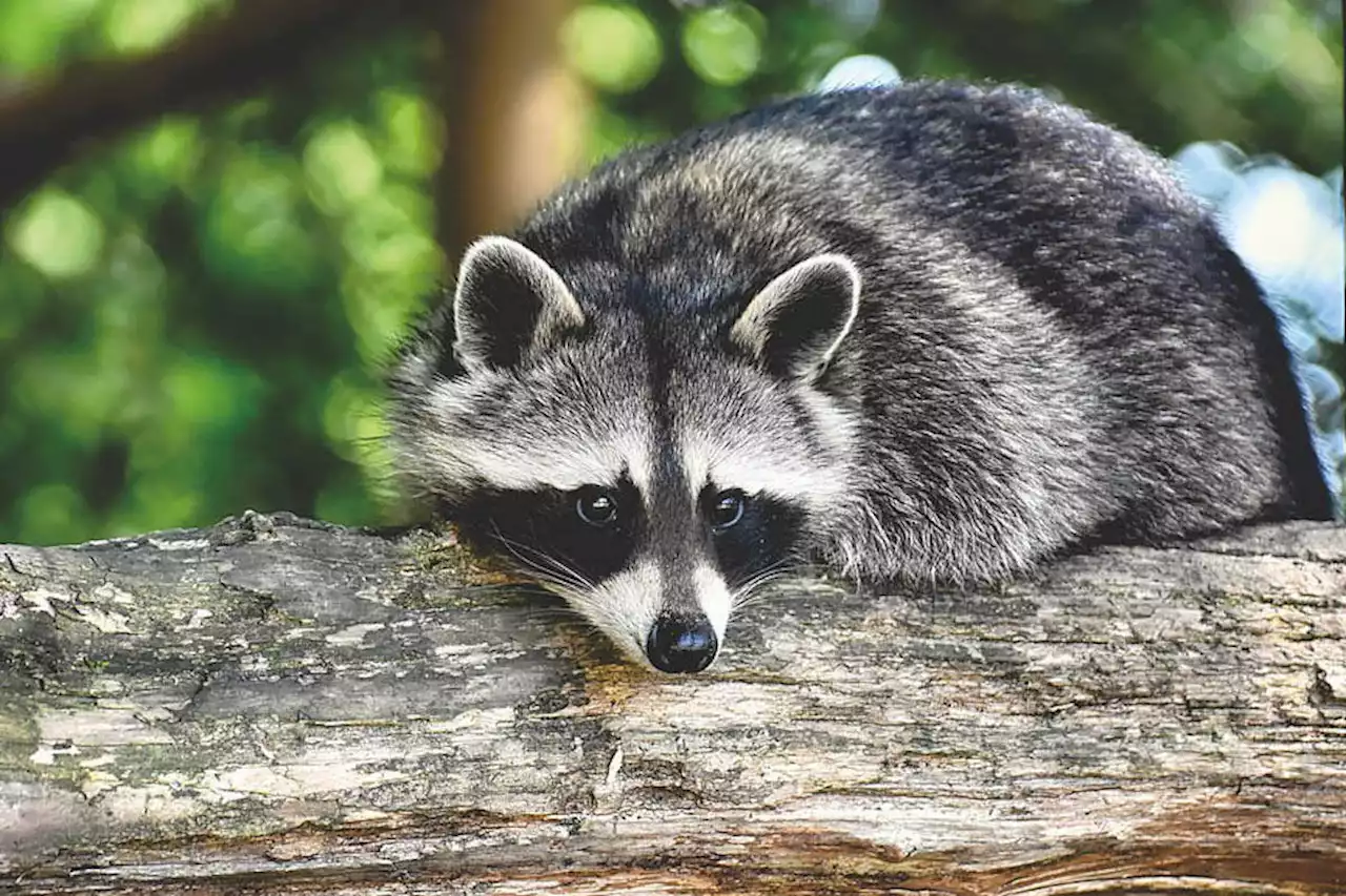 Rogue raccoon recesses class at Kelowna school - Terrace Standard