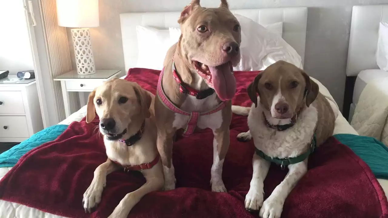 Multiple pets, Large pets? No problem. How to find pet-friendly accommodations for the whole crew