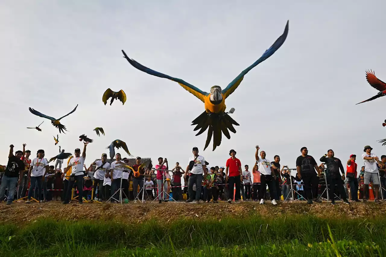 200 ekor burung kakak tua dilepas terbang bebas di udara