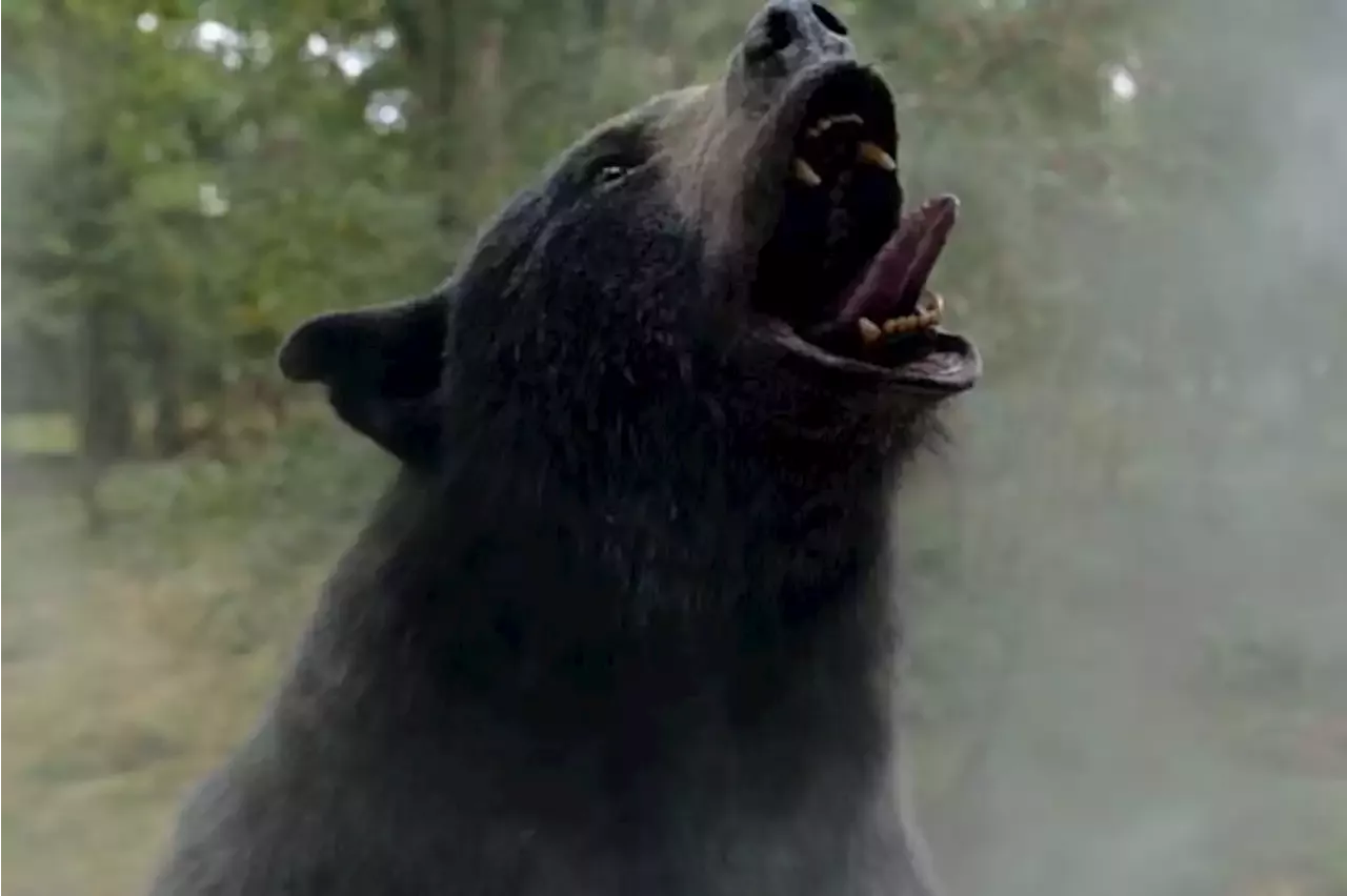 Cocaine Bear: filme conta a história de urso que consumiu cocaína