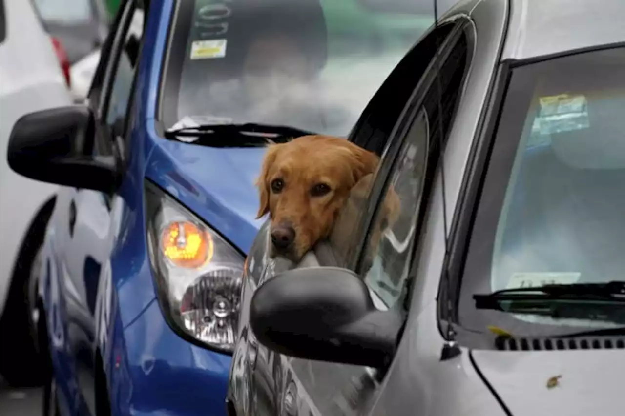 Florida senator nixes proposal to ban dogs from sticking heads out of car windows: report