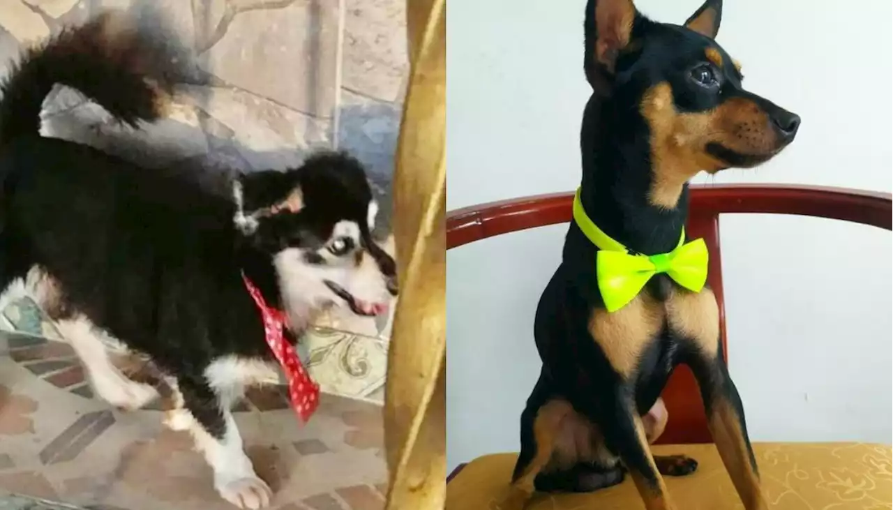 Buscan a estas mascotas extraviadas en José Antonio Galán y El Silencio