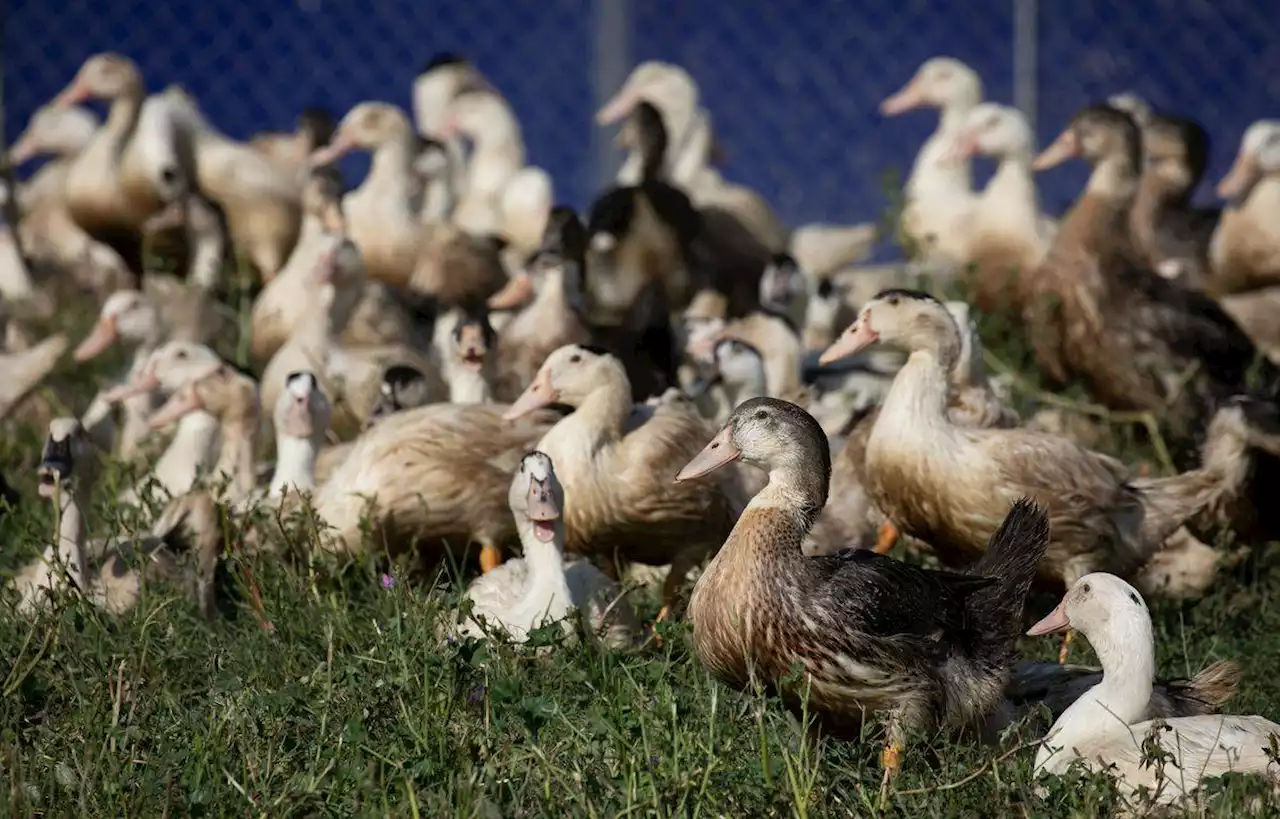 Les éleveurs des Pays-de-la-Loire vont pouvoir faire revenir des volailles