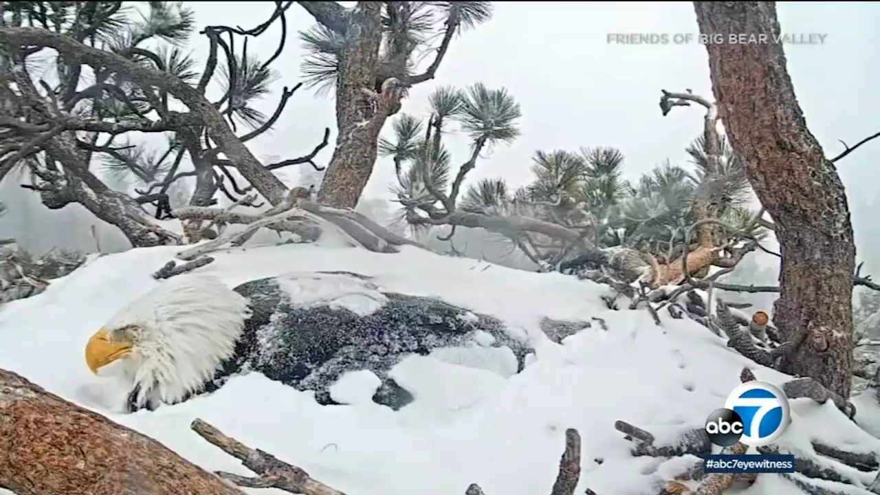 Big Bear bald eagle eggs unlikely to hatch, experts say