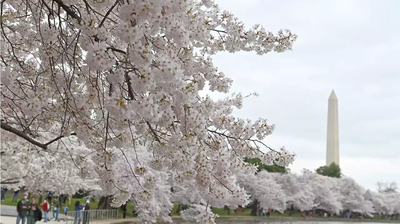 Climate change is threatening D.C.'s cherry blossom trees