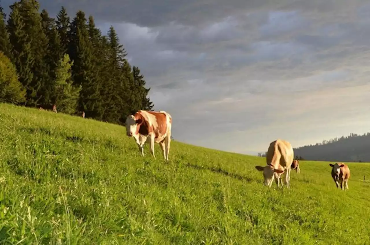 ​​​​​​​Ab 2024 müssen alle Milchbauern auf dem Grünen Teppich produzieren - bauernzeitung.ch