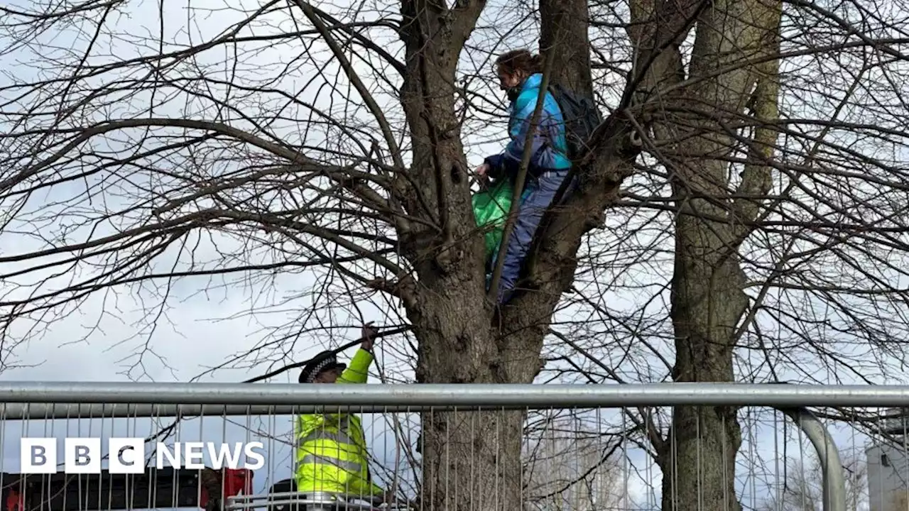 Wellingborough: Barrister climbs tree in bid to stop felling