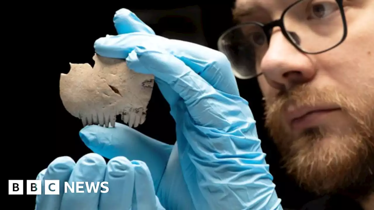 Comb made from human skull found among A14 artefacts