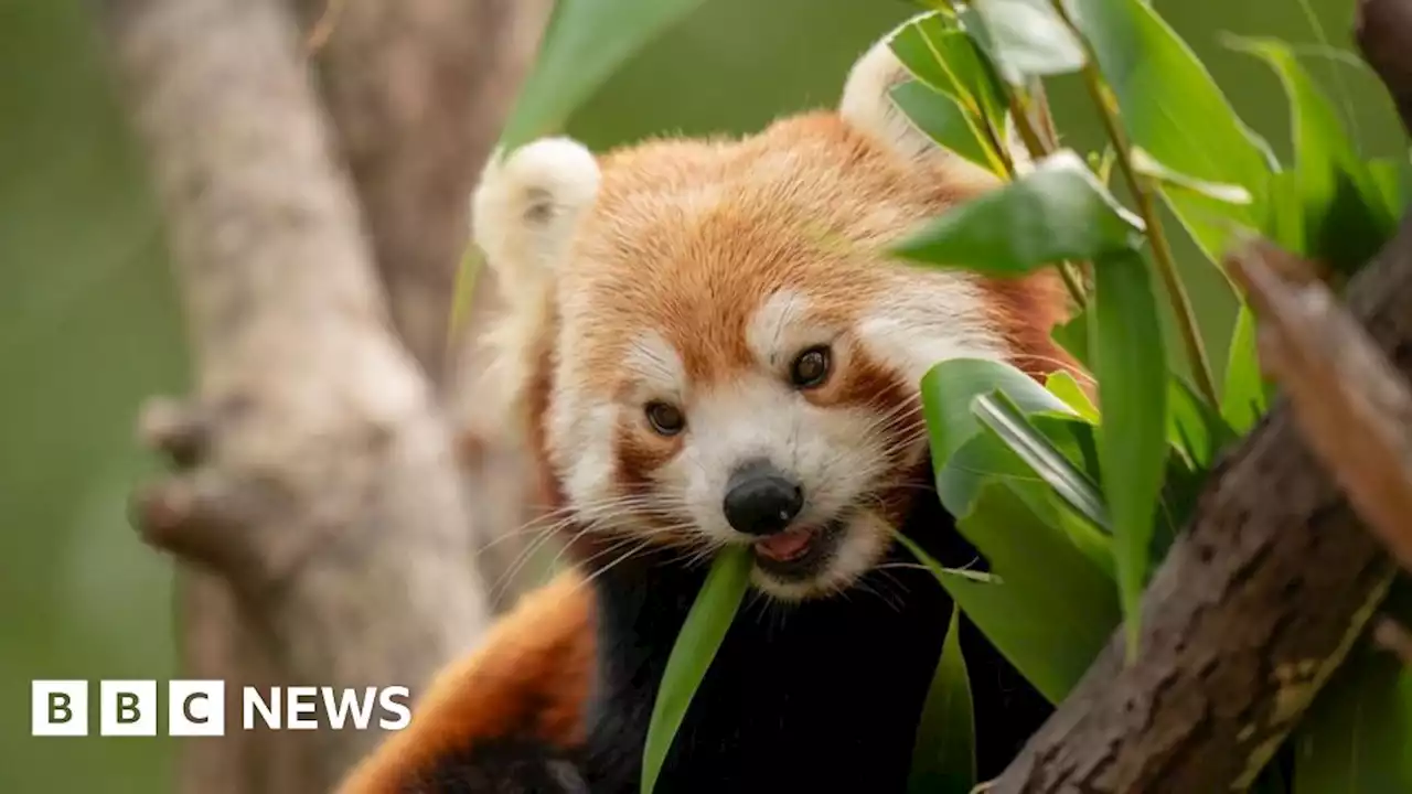 Marwell Zoo without red pandas after death of Mei Mei