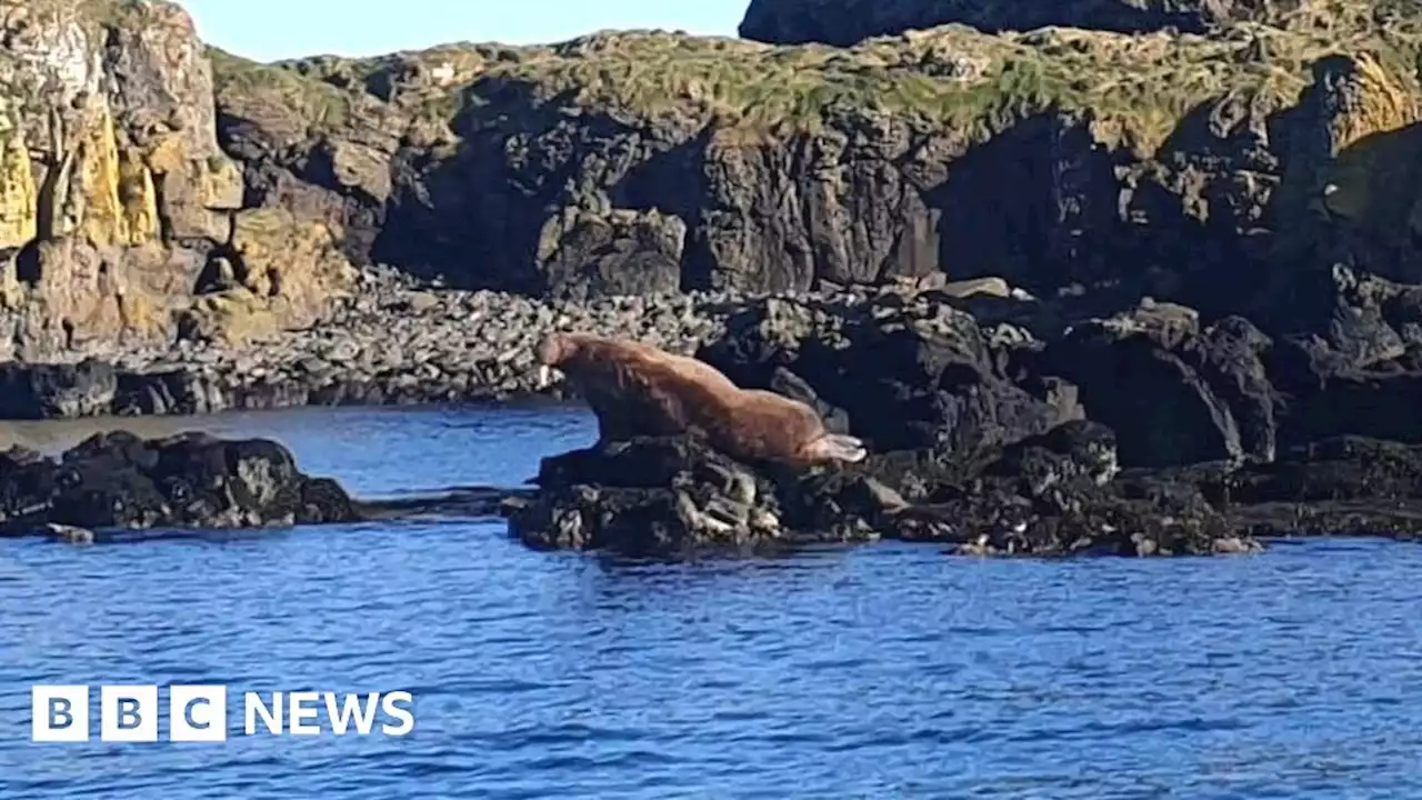 Massive walrus spotted in the Inner Hebrides