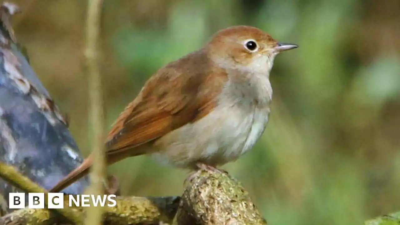 Sutton Hoo: Ancient technique aims to boost nightingale numbers