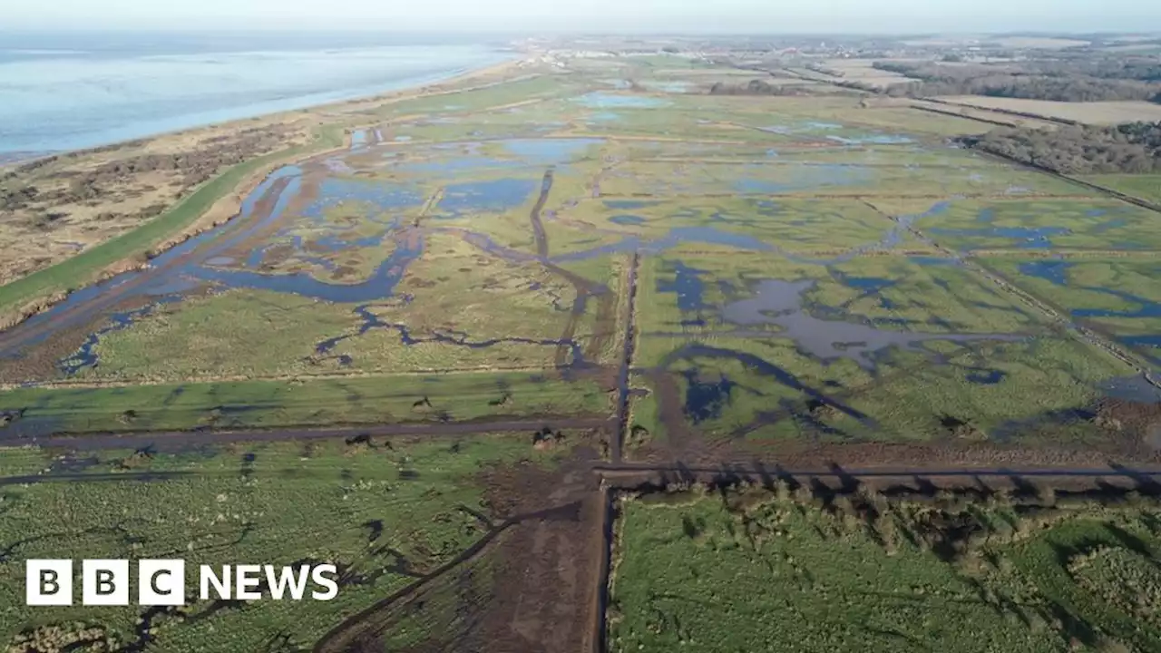 Wild Ken Hill rewilding project boosts plant diversity - report