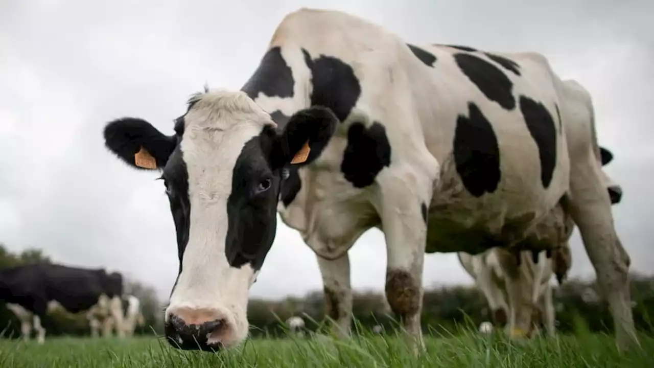 Nord: cinq vaches meurent électrocutées par la chute d'un câble électrique à Villereau