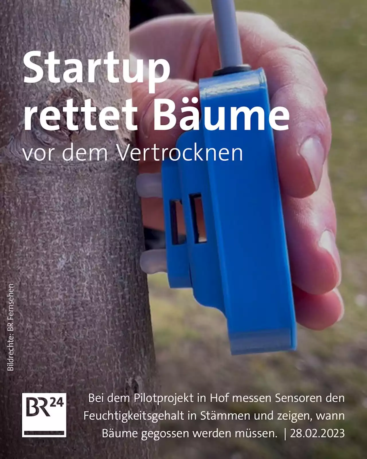 Wie ein Startup die Bäume in Hof vor dem Vertrocknen retten will