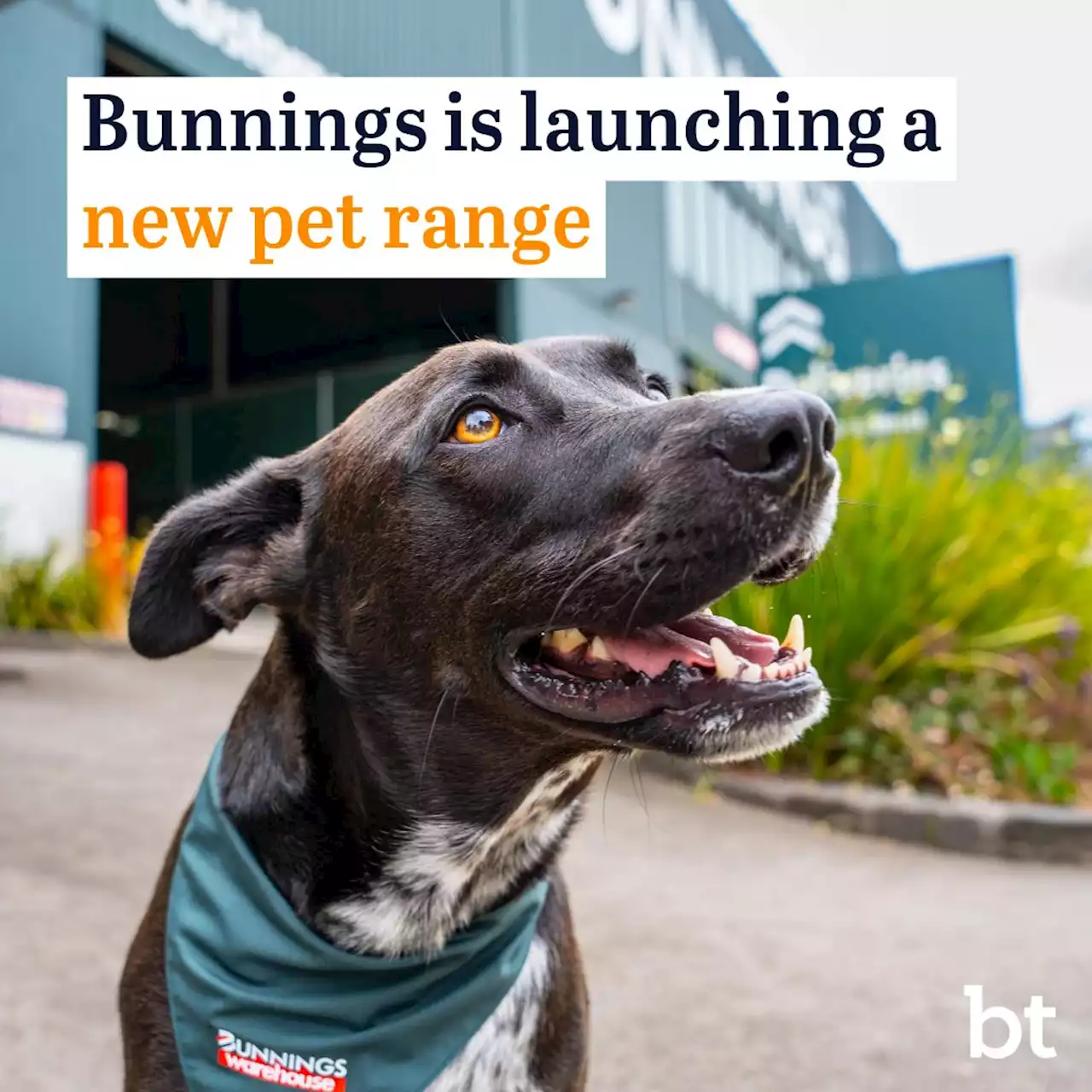 Bunnings gears up to be dog’s best friend with expanded pet range