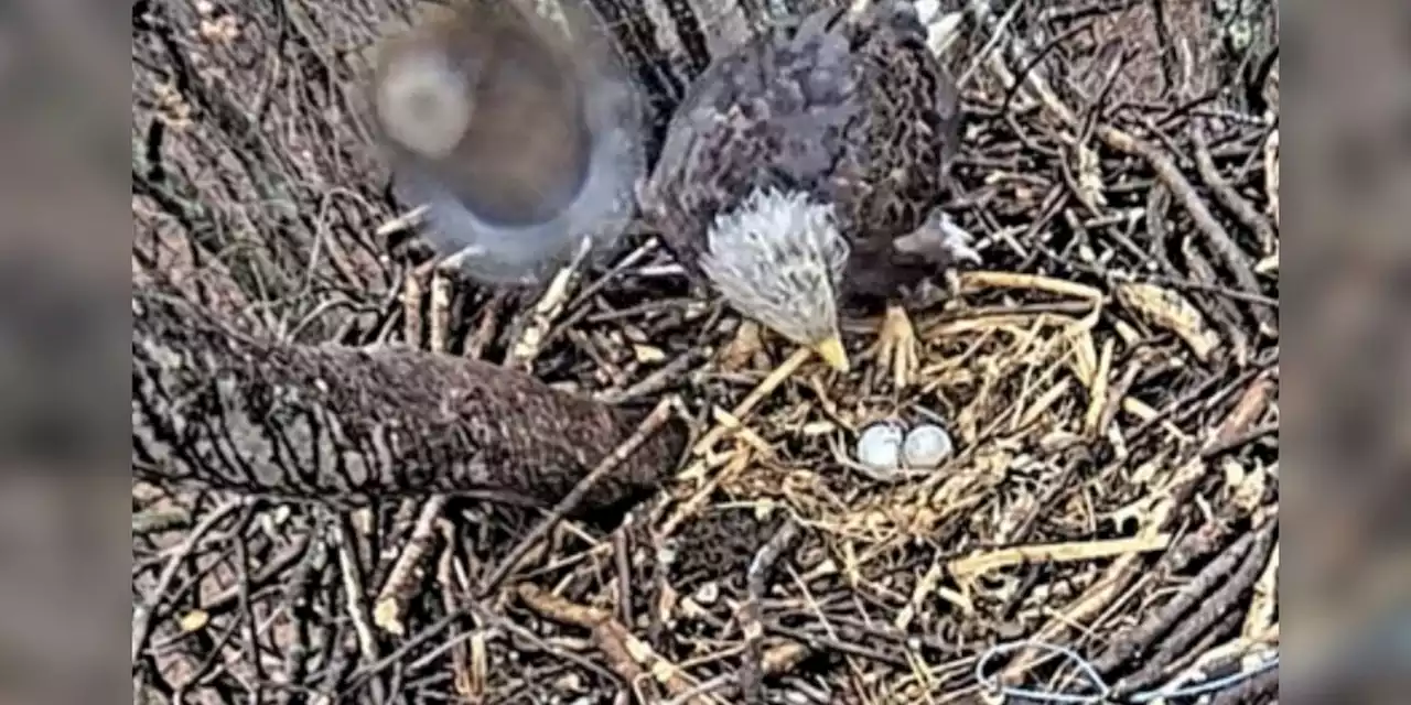 2nd bald eagle egg laid in nest near Avon Lake school