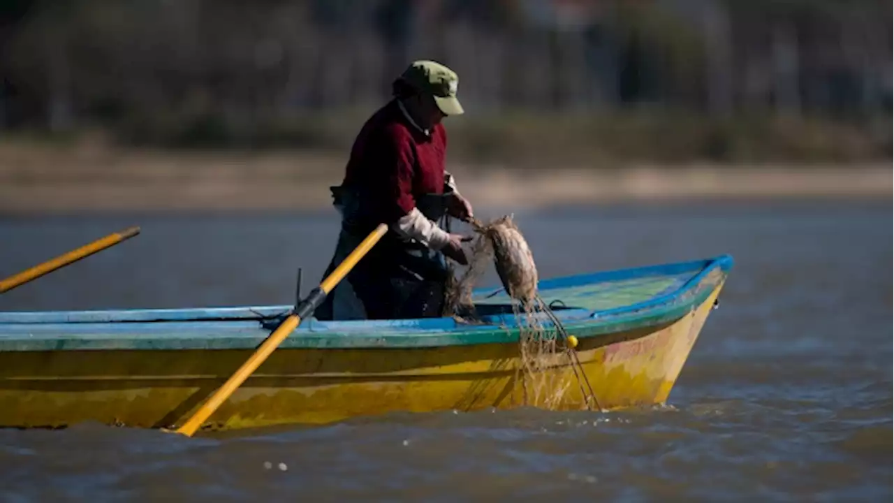 Argentine fishermen find remains of missing man inside shark