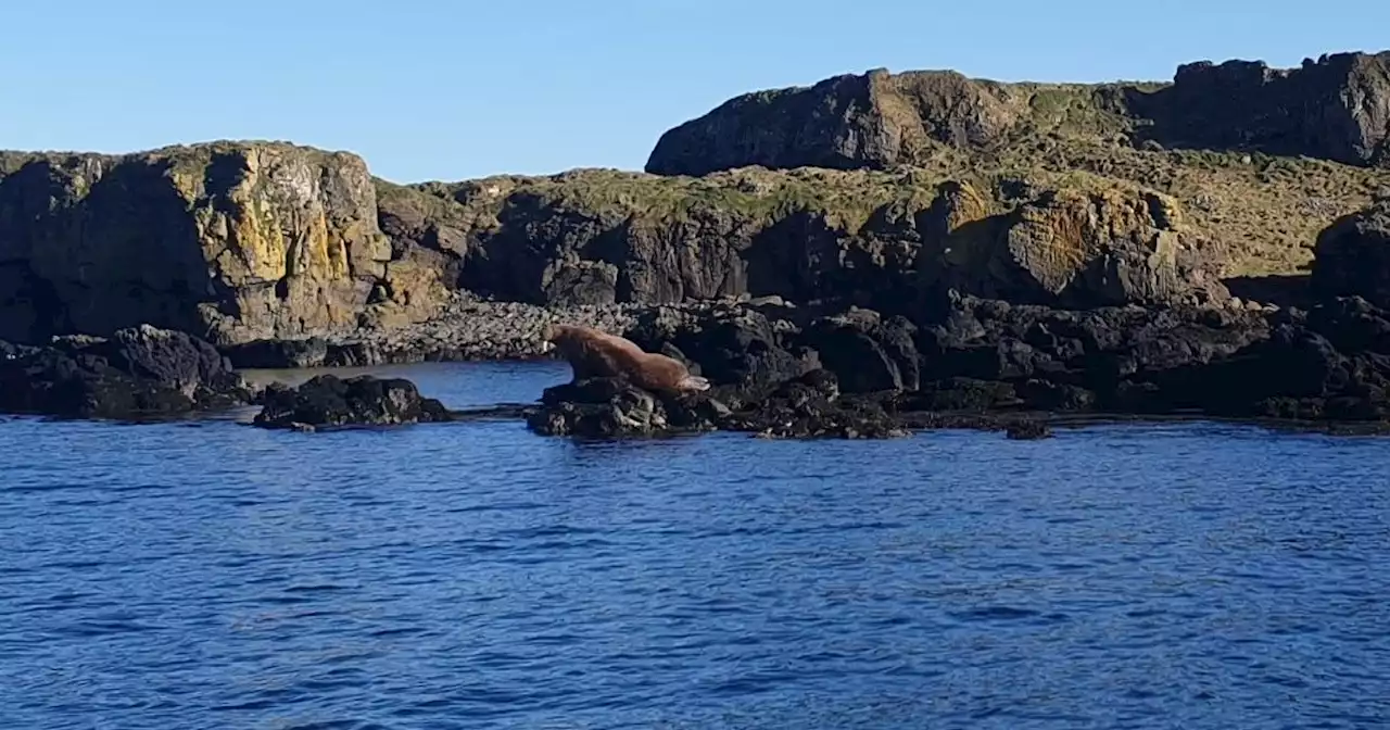 Massive sunbathing walrus spotted relaxing on rock on the Scottish coast