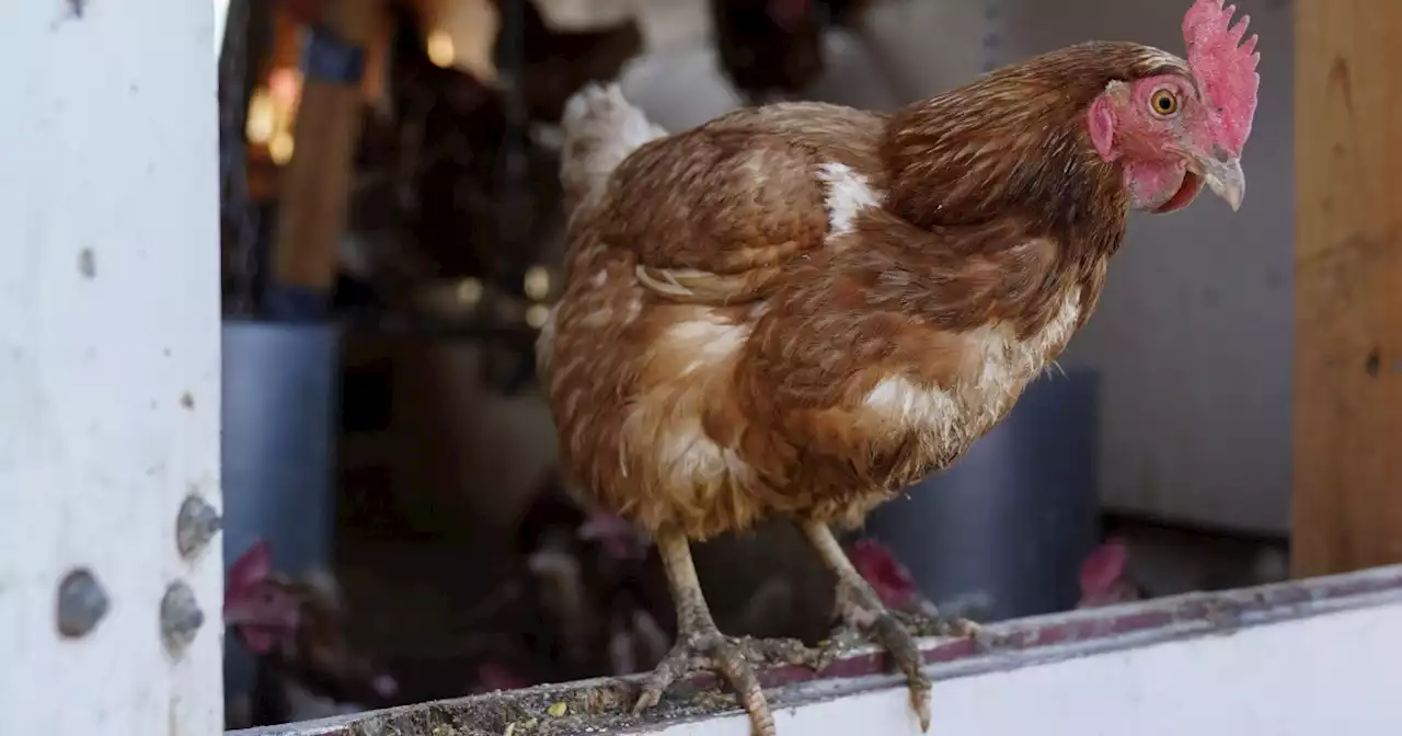 Texas lawmakers working to allow chickens in backyards amid rising egg prices