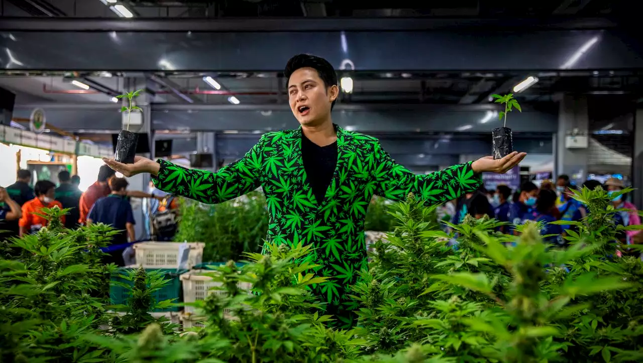 (S+) Thailand und der Cannabis-Boom: Ist es mit dem freien Kiffen bald vorbei?