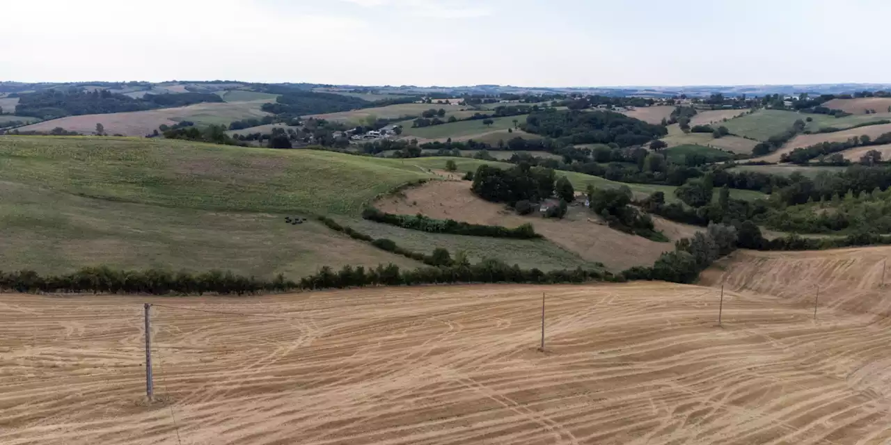 «C'est une catastrophe» : dans le nord de la France, la sécheresse inquiète les scientifiques