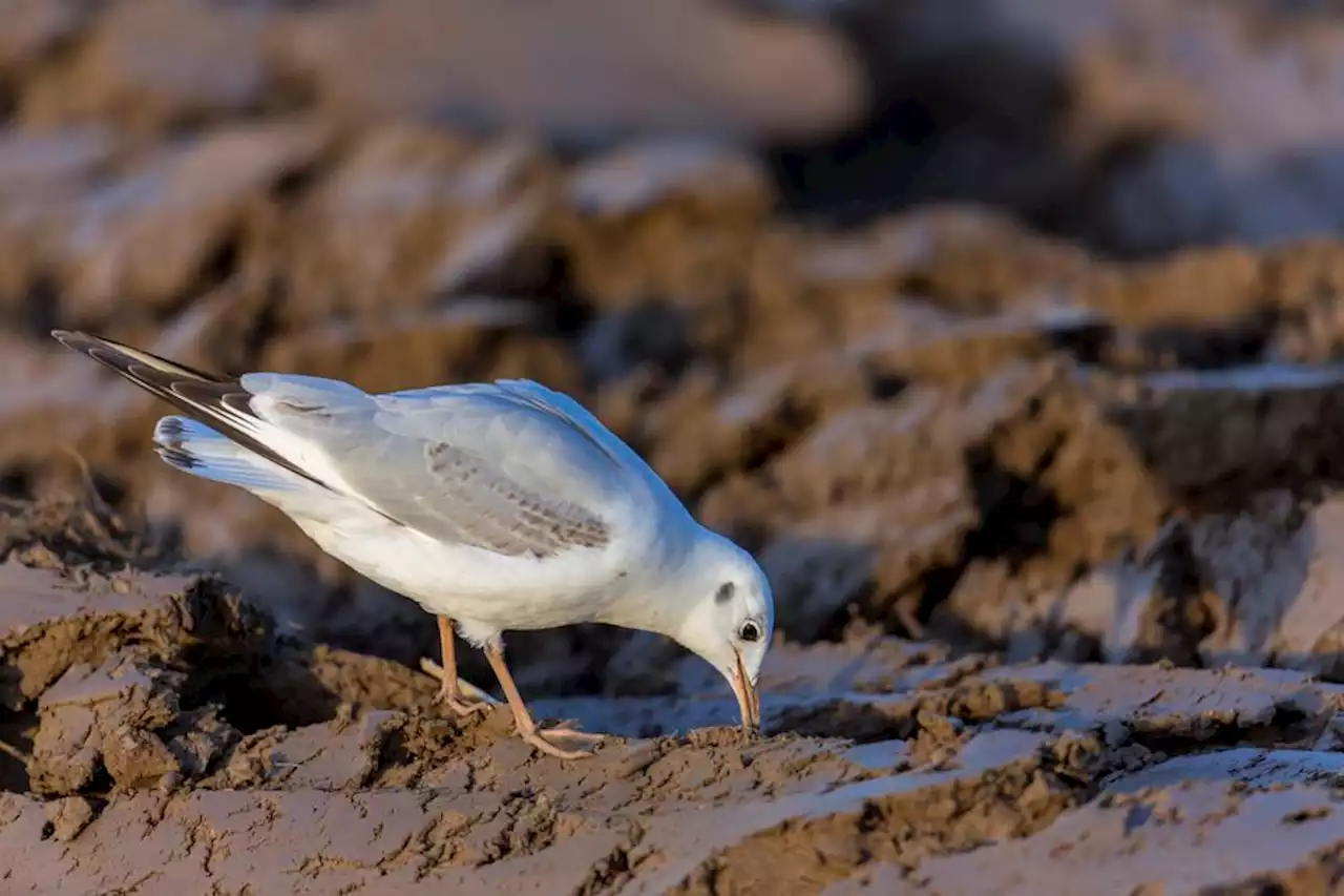 Grippe aviaire : des mouettes rieuses infectées, un périmètre de contrôle en place dans le Tarn-et-Garonne