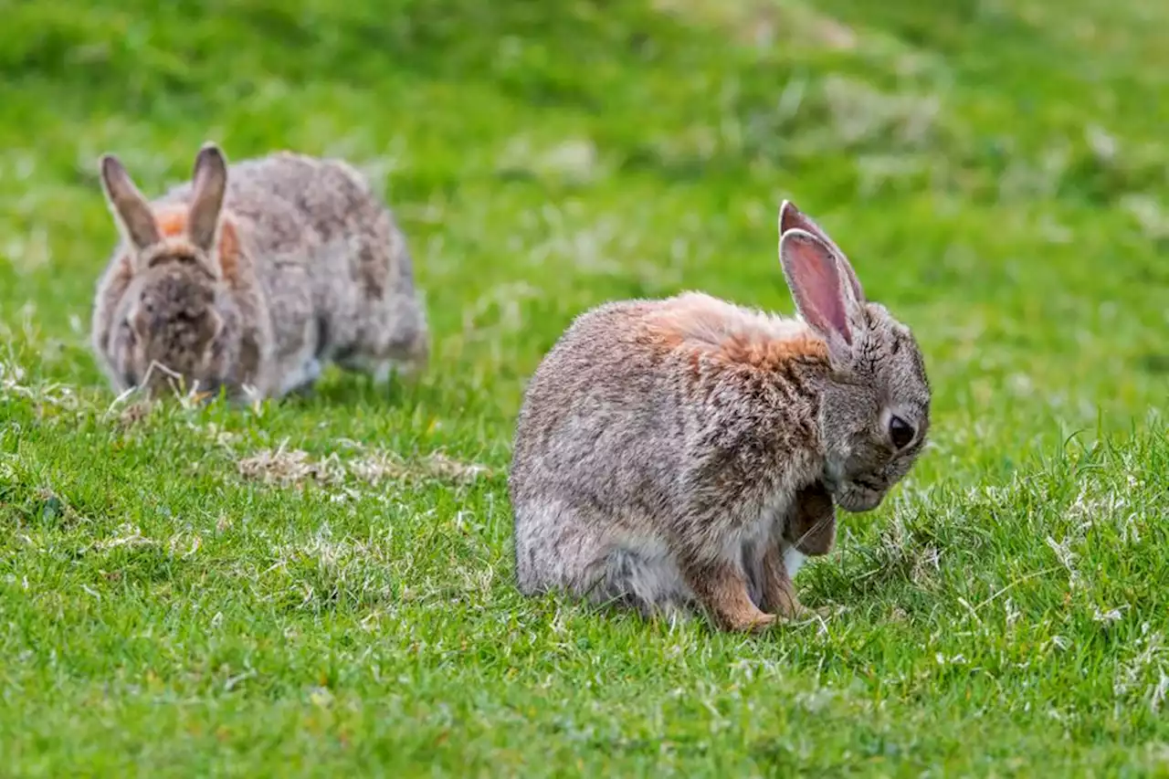 Le lapin de garenne dans la ligne de mire du préfet de l'Hérault