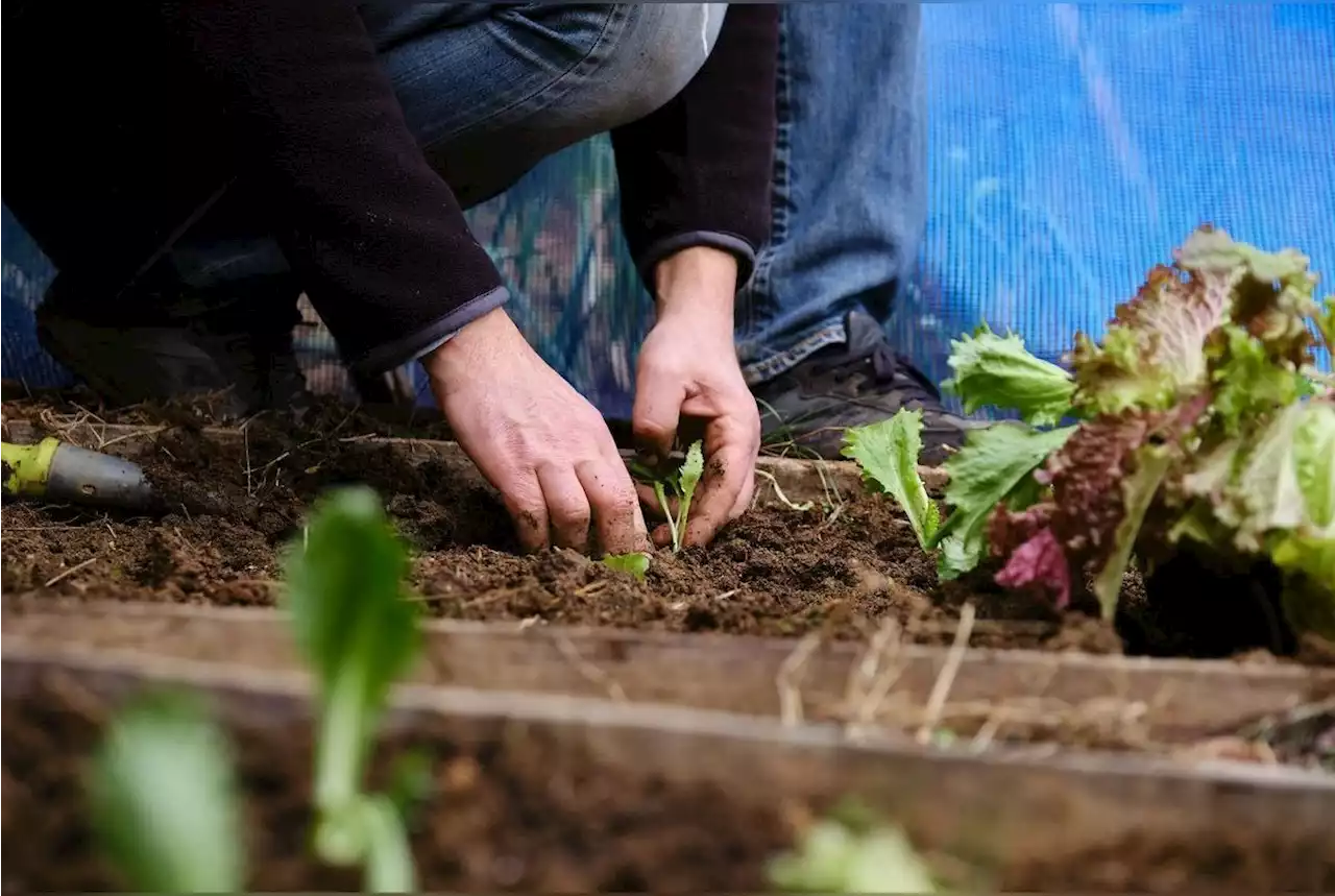 Les légumes et aromates à semer et planter au mois de mars dans votre potager