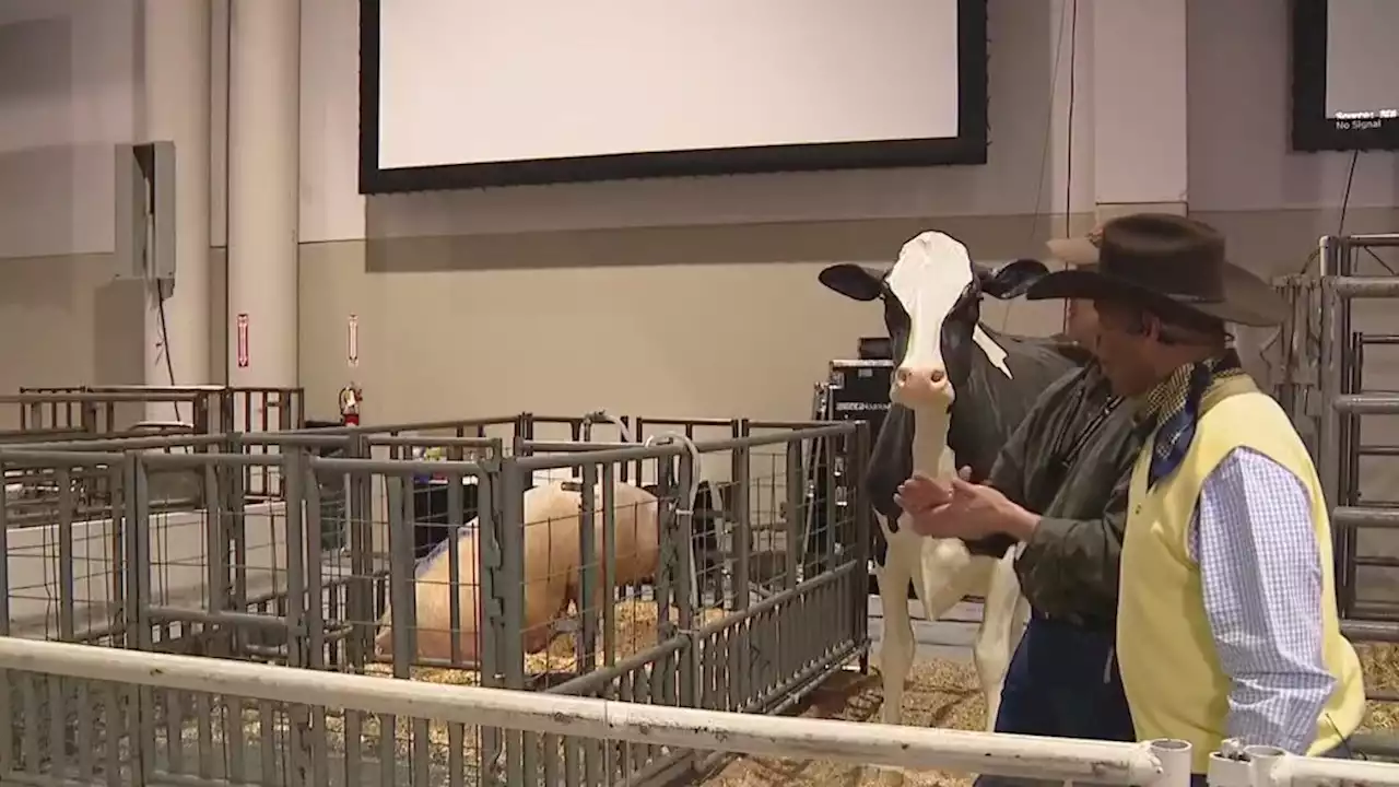 Houston Rodeo: Checking out the Livestock Show’s Birthing Center