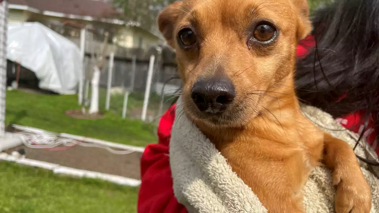 Nearly 30 dogs from 'less-than-ideal' conditions, surrendered to the Houston Humane Society