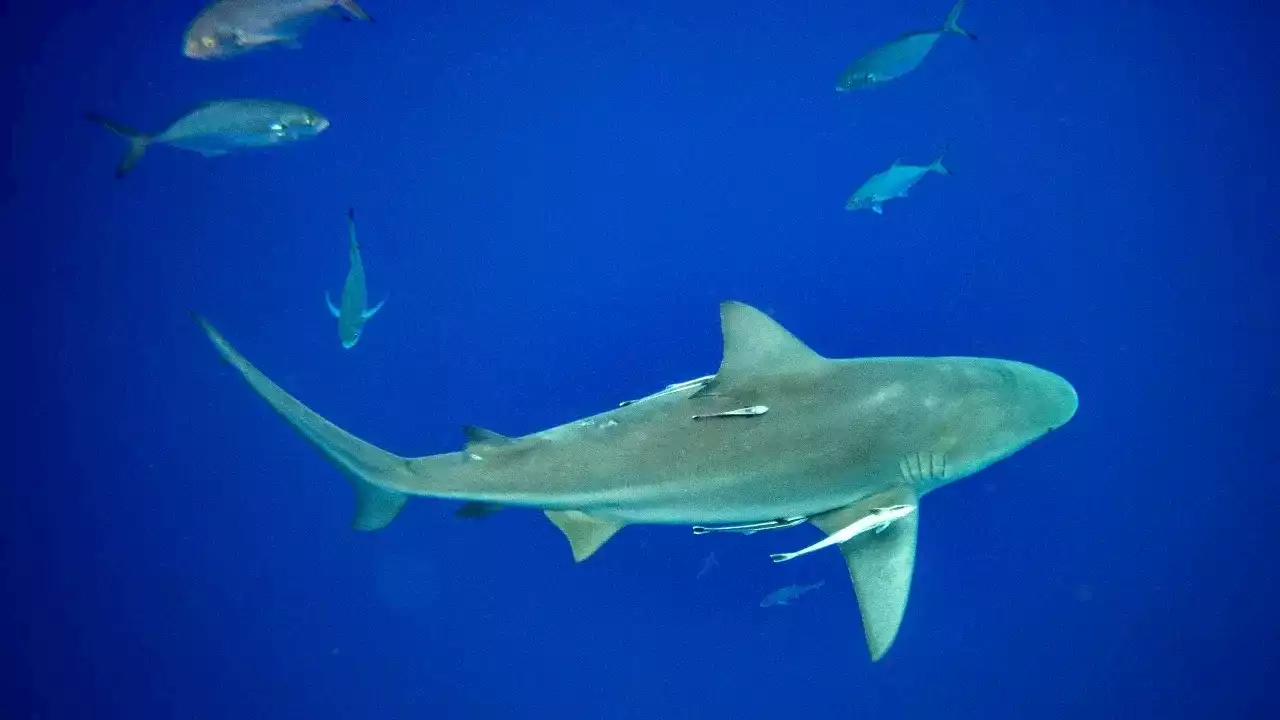 Fishermen find remains of missing man inside shark in Argentina