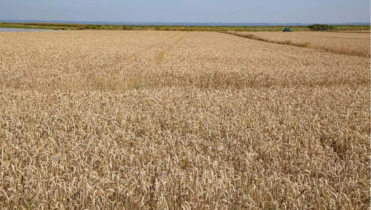 Accaparement des terres : une association demande de plafonner la taille des fermes à 300 hectares