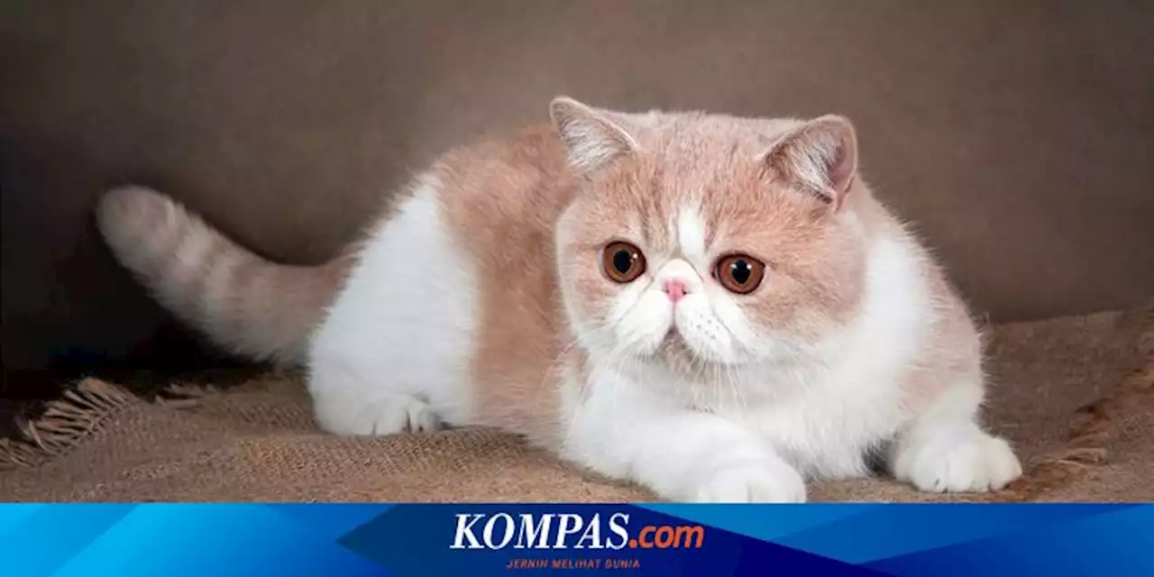 Mengenal Kucing Exotic Shorthair, dari Sejarah hingga Perawatan