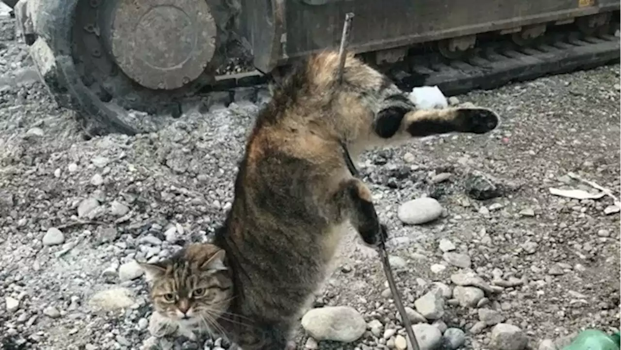 Auf Baustelle: Eisenstange durchbohrte Katze