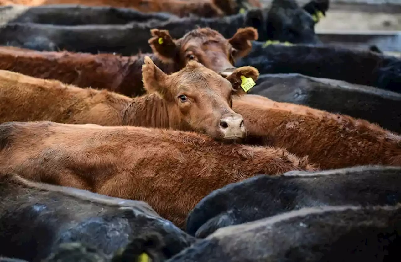 El valor de la hacienda retrocedió un 8,82% en el Mercado Agroganadero de Cañuelas