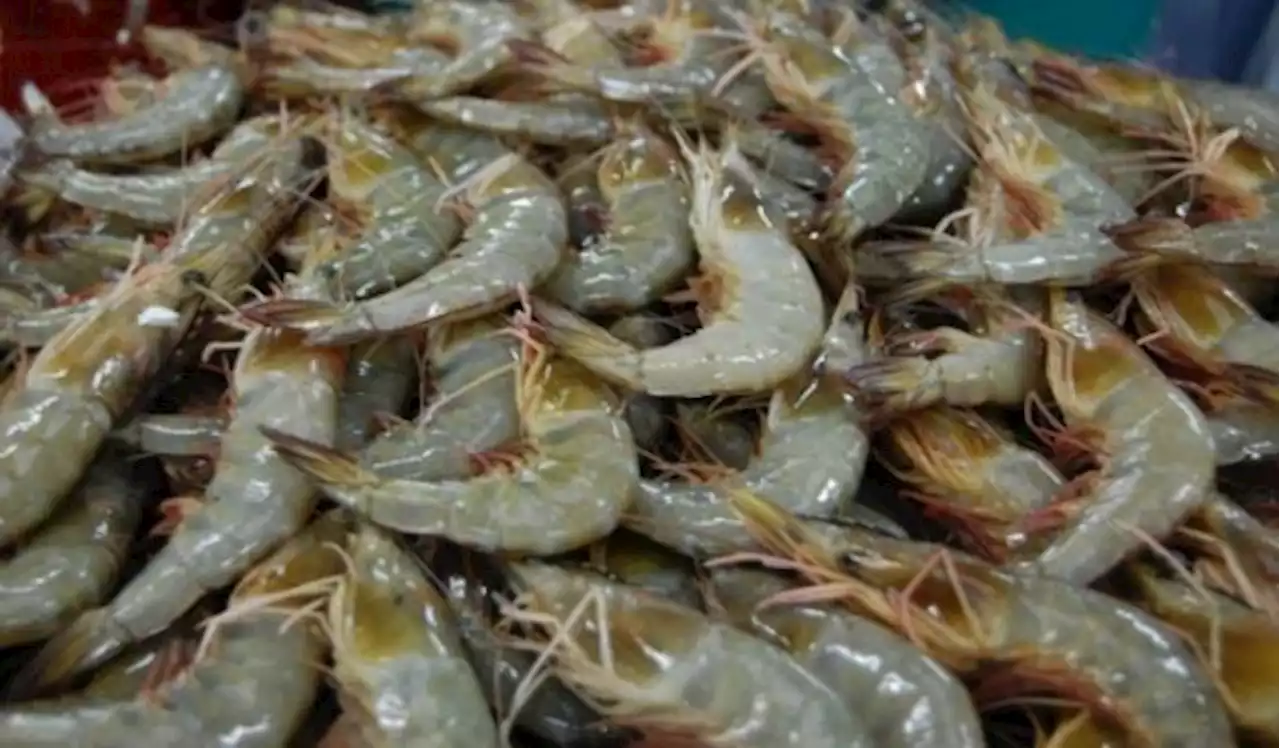 Rajin Makan Udang Ternyata Bisa Bikin Awet Muda