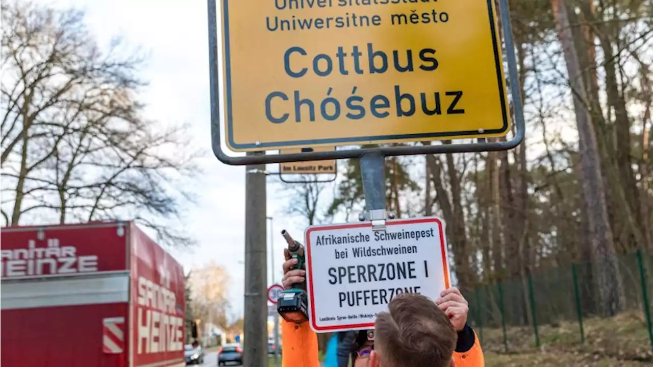 Afrikanische Schweinepest bei Haustierbestand in Cottbus