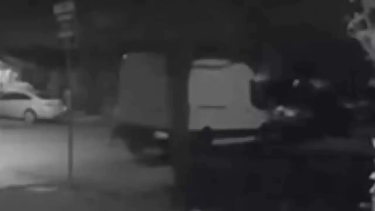 Napa Thief Steals Van With 10 Feral Cats Inside of It