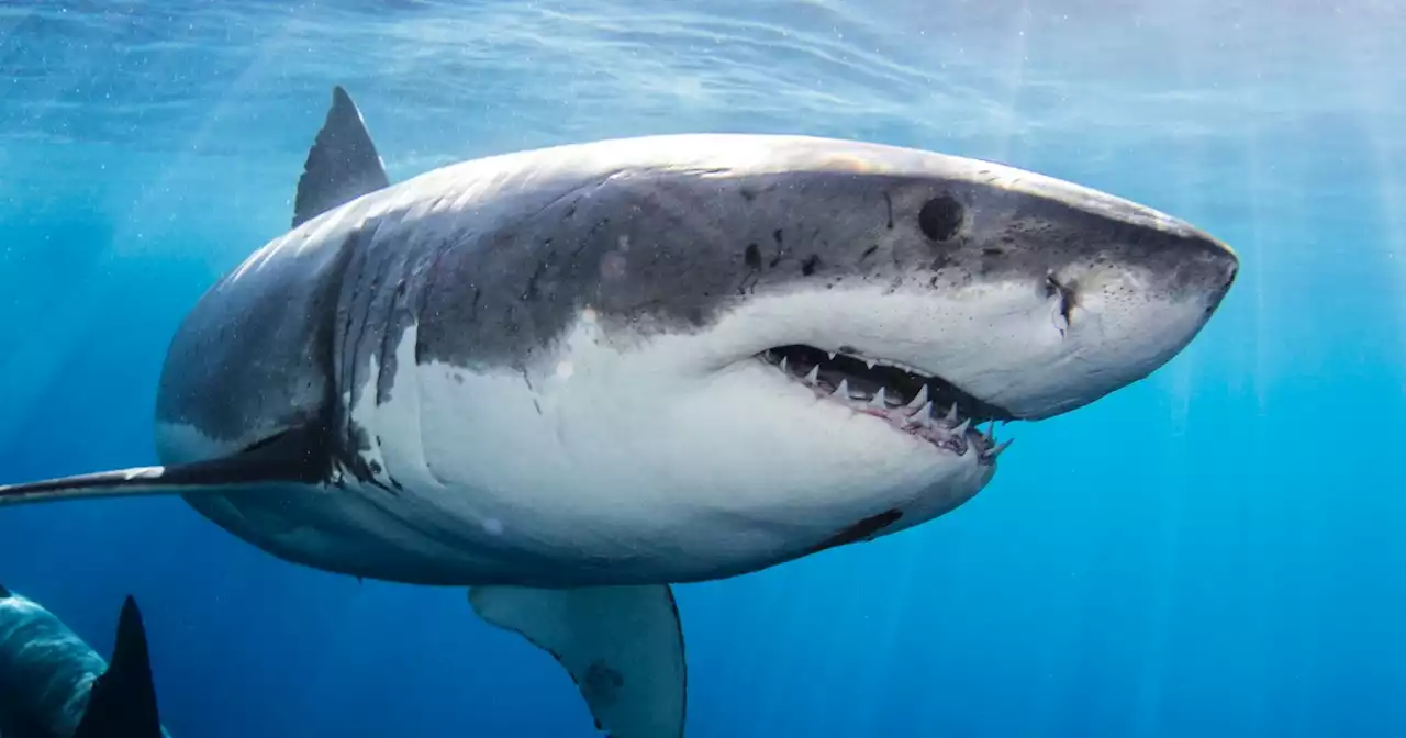 Argentine fishermen find remains of missing man inside shark