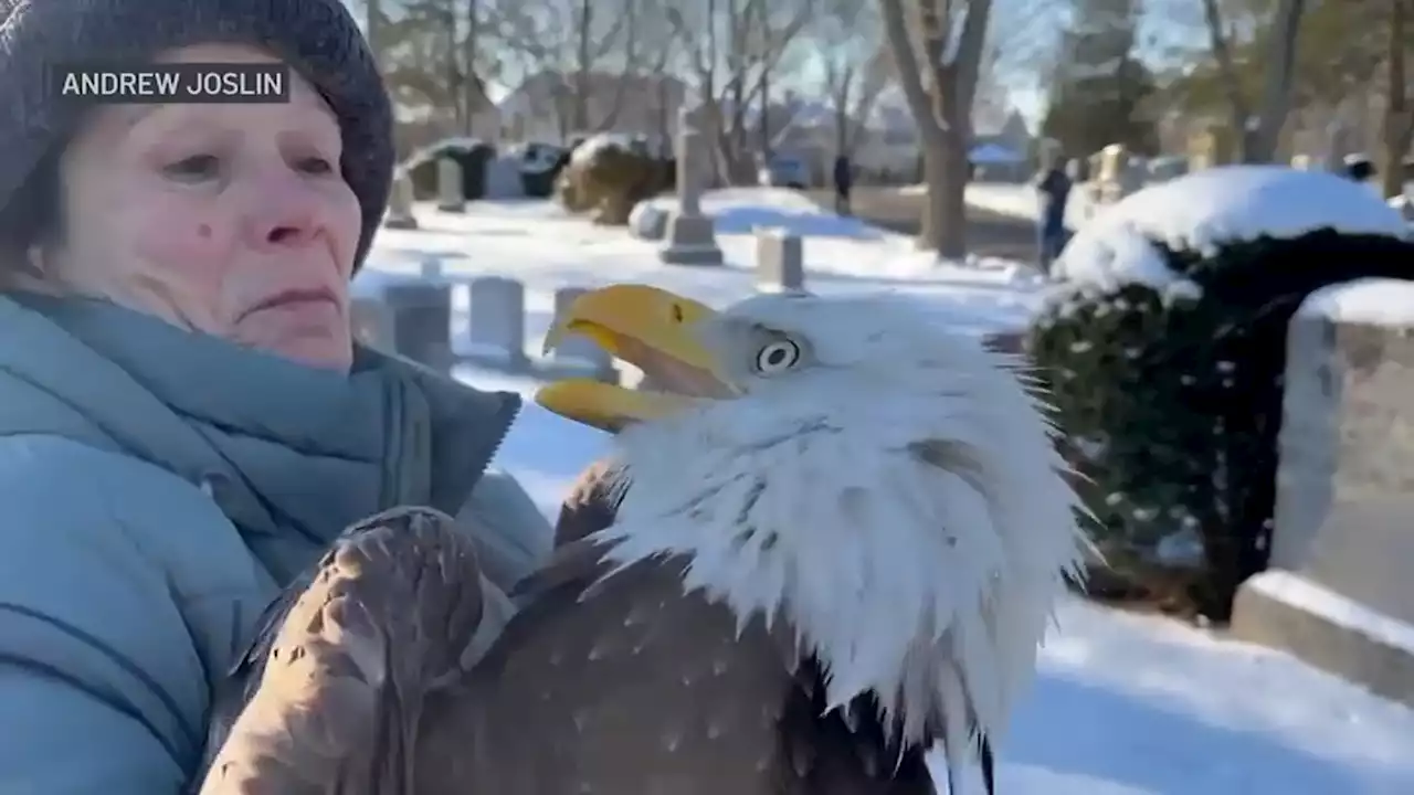 Rescuers Capture Bald Eagle Believed to Be Critically Sickened by Rat Poison